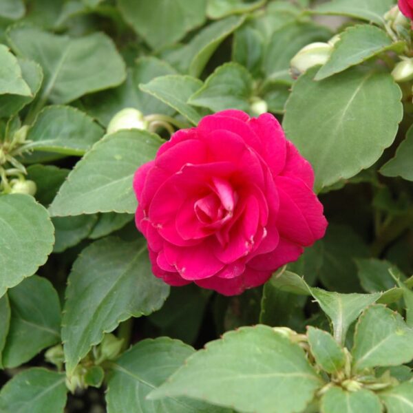 Fiesta Burgundy Double Impatiens
