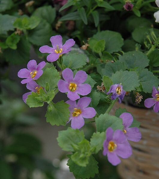 snowstorm blue bacopa