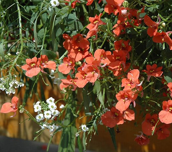 flirtation orange diascia