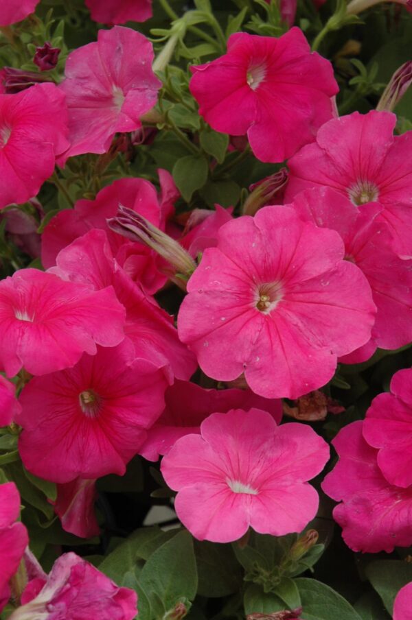 Hurrah™ Pink Petunia