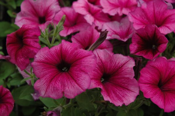 Hurrah™ Plum Petunia