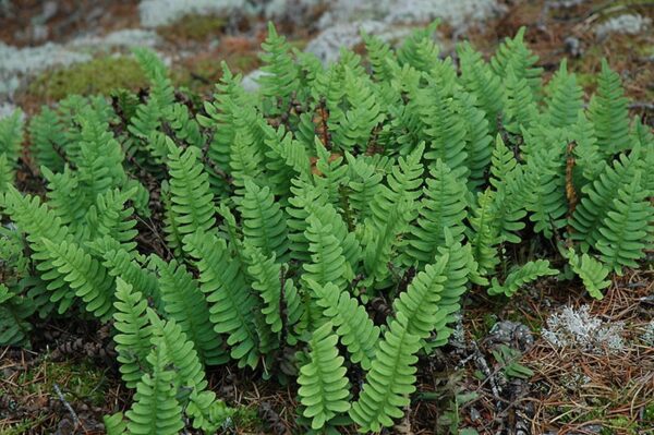 northern maidenhair fern