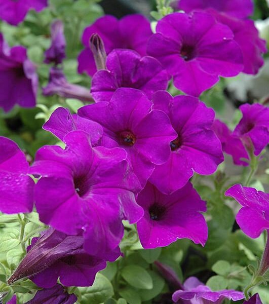 easy wave blue petunia
