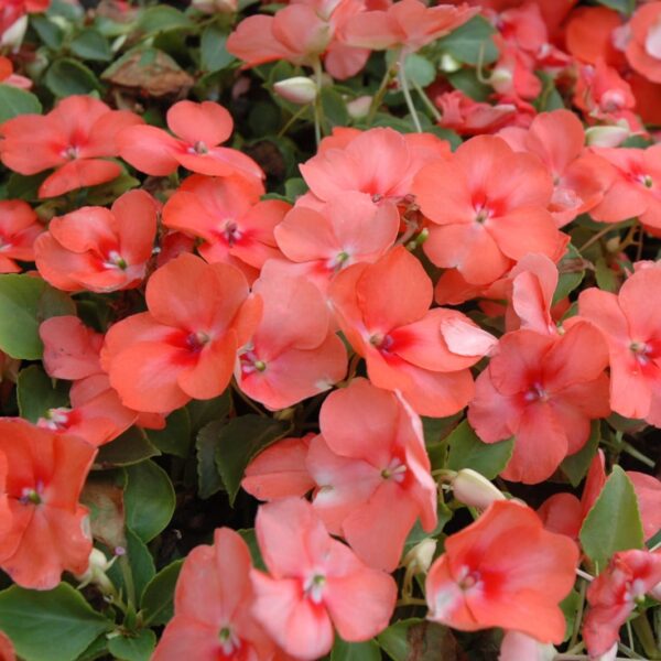 Super Elfin Apricot Impatiens