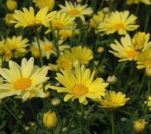 butterfly Marguerite daisy