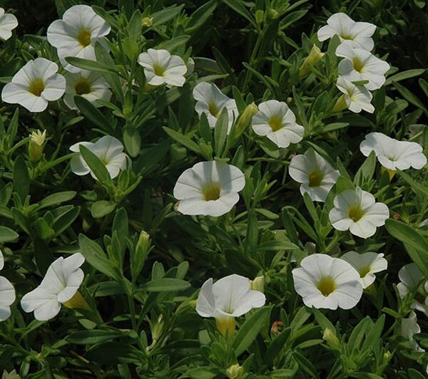 cabaret white calibrachoa