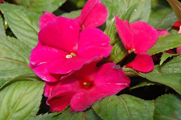 Magnum Purple New Guinea Impatiens