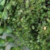 creeping wire vine