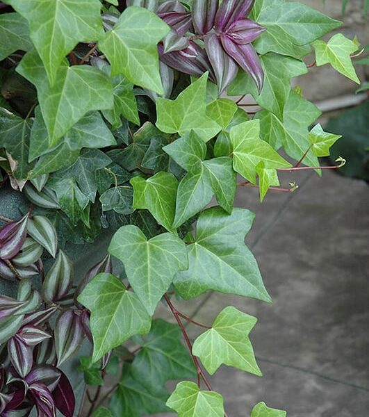 hedera ivy