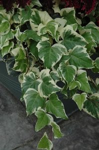gloire de marengo ivy