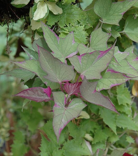 Tricolor Sweet Potato Vine