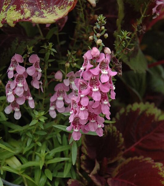 angel face pink angelonia