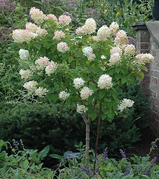 Limelight Hydrangea (Tree Form)