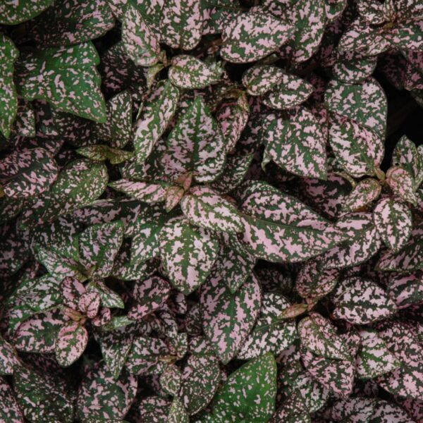 Splash Select™ Pink Polka Dot Plant