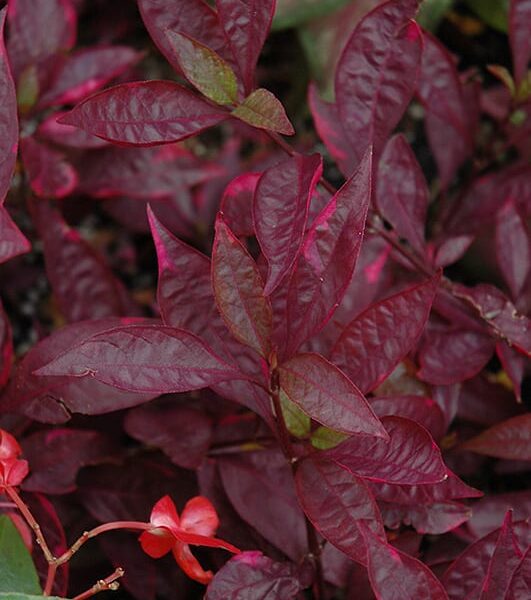 Brazilian red hots alternanthera
