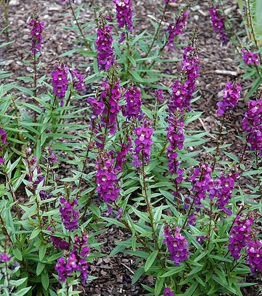 serenita purple angelonia