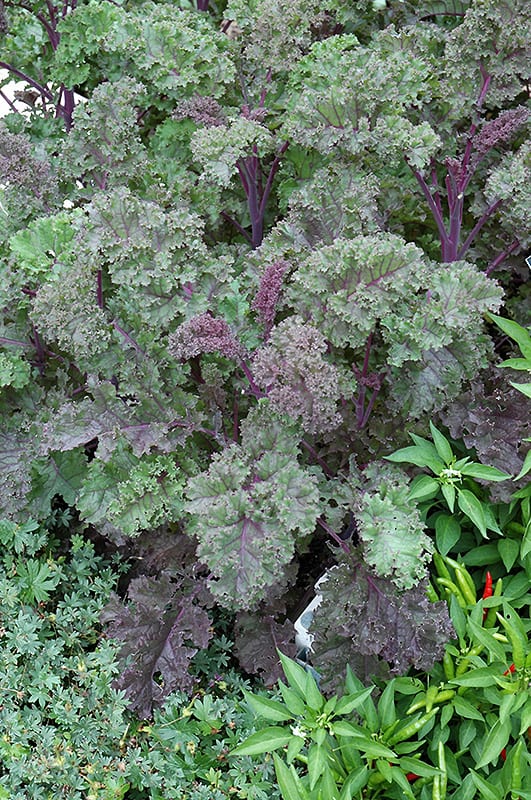 Redbor Kale Calloway's Nursery