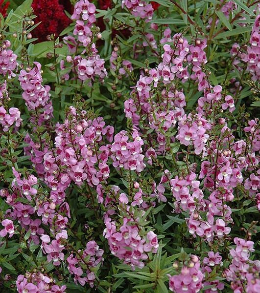 serena lavender pink angelonia