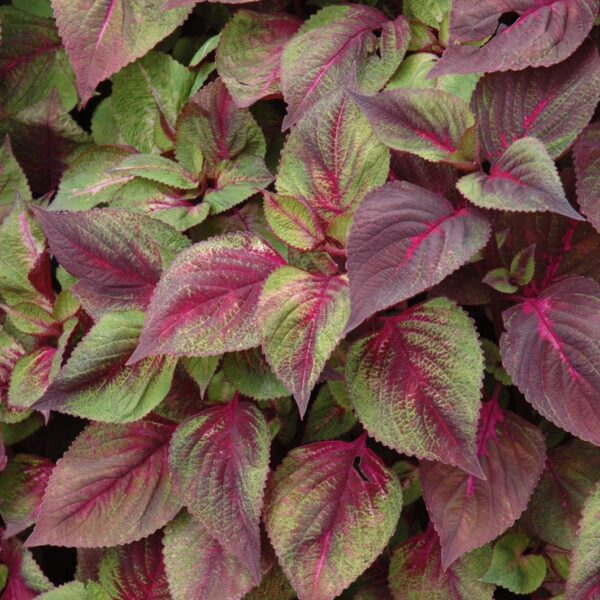 Tricolor Perilla