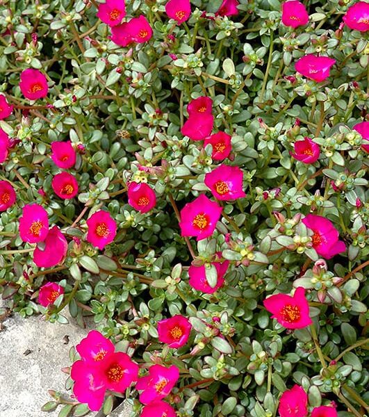 toucan fuchsia purslane