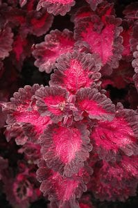 defiance coleus