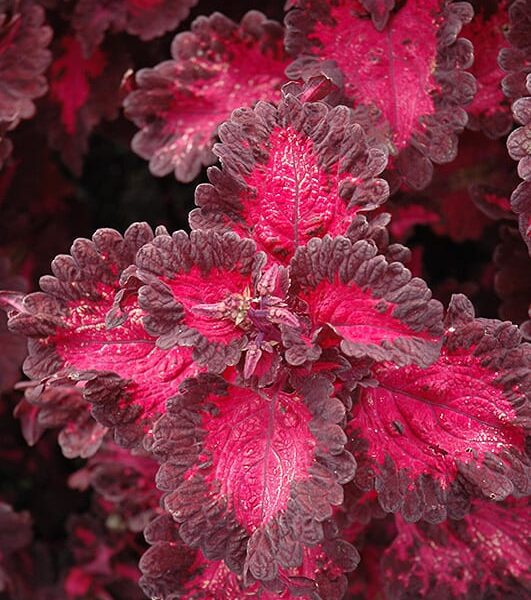 defiance coleus