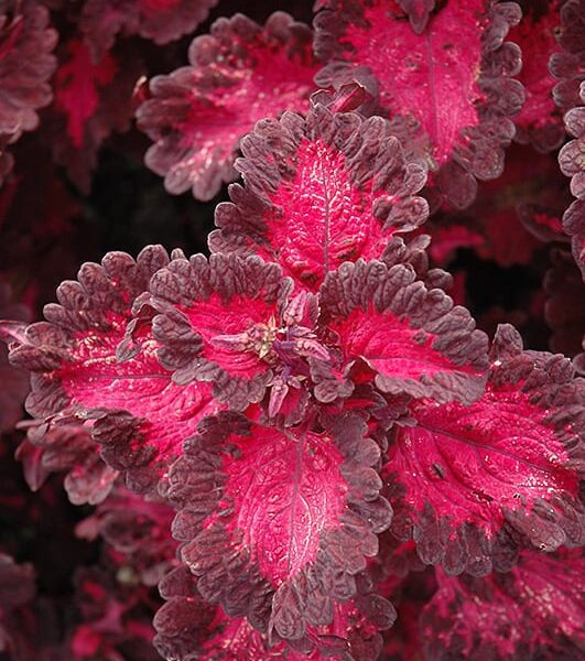 Defiance Coleus