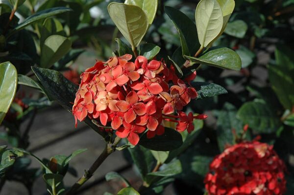 Maui Ixora