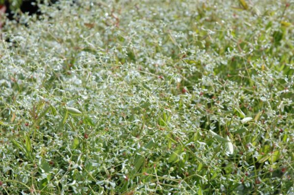 Diamond Frost Euphorbia