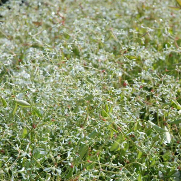 Diamond Frost Euphorbia