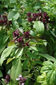 plant