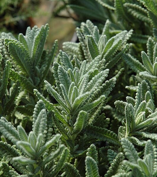 French lavender