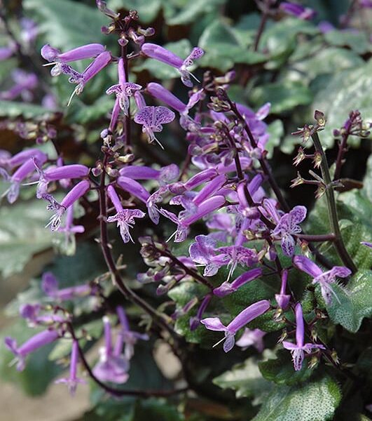 mona lavender swedish ivy
