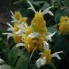 Golden Shrimp Plant