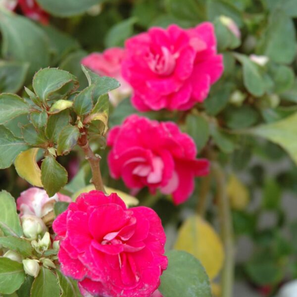Fiesta Rose Double Impatiens