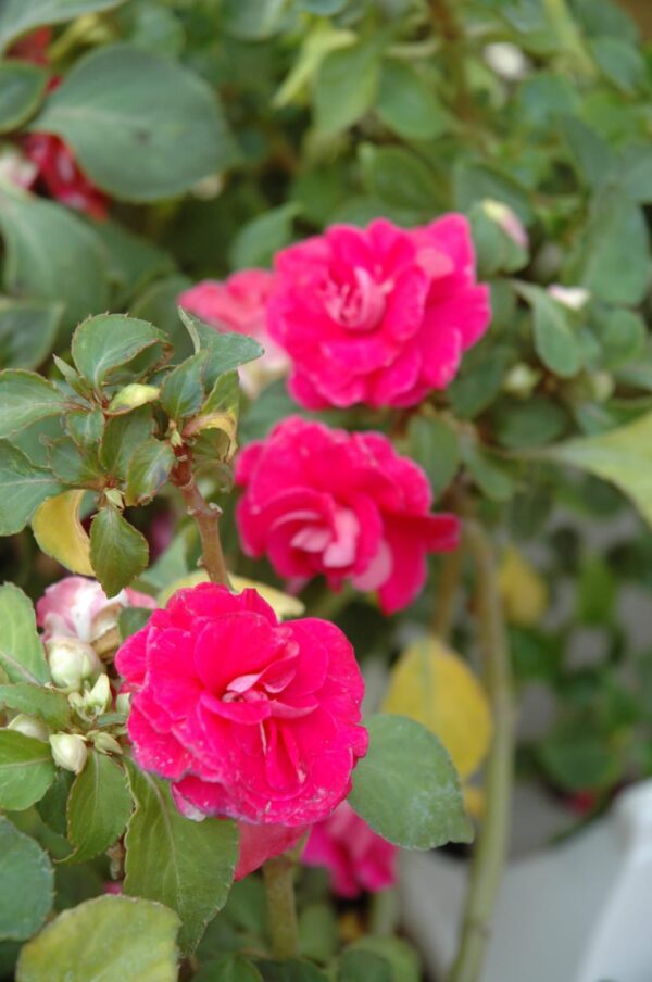 Fiesta Rose Double Impatiens