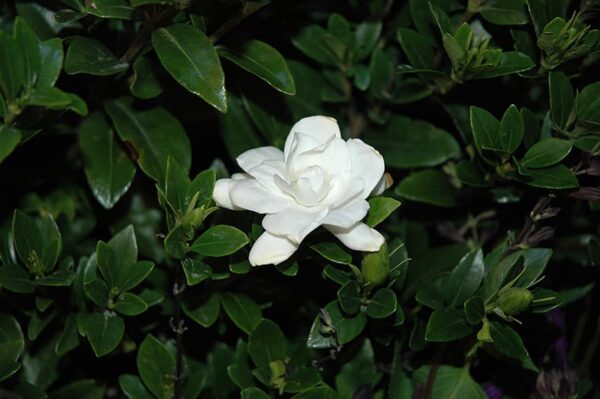 Jubilation™ Gardenia