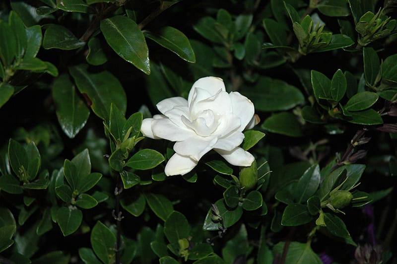 Jubilation Gardenia Calloway s Nursery