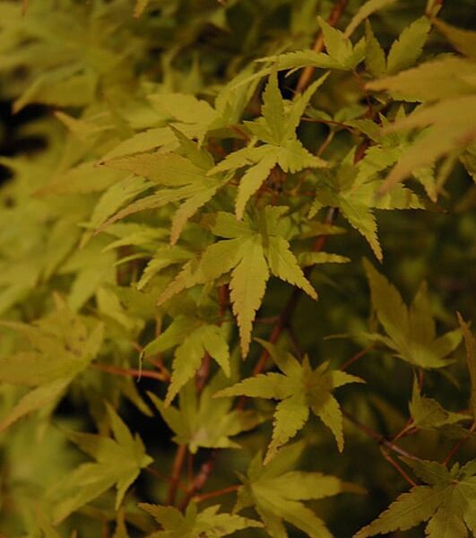 Ryusen Japanese Maple