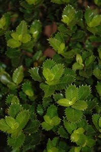 scallywag holly