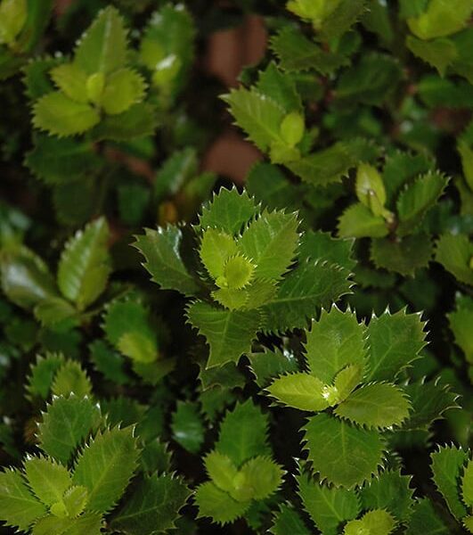 scallywag holly