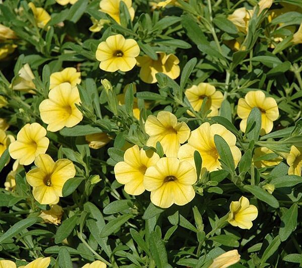 cabaret yellow calibrachoa