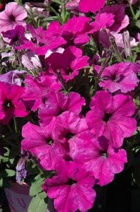 easy wave plum pudding mix petunia