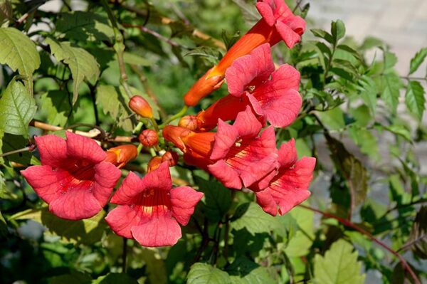 Balboa Sunset Trumpetvine