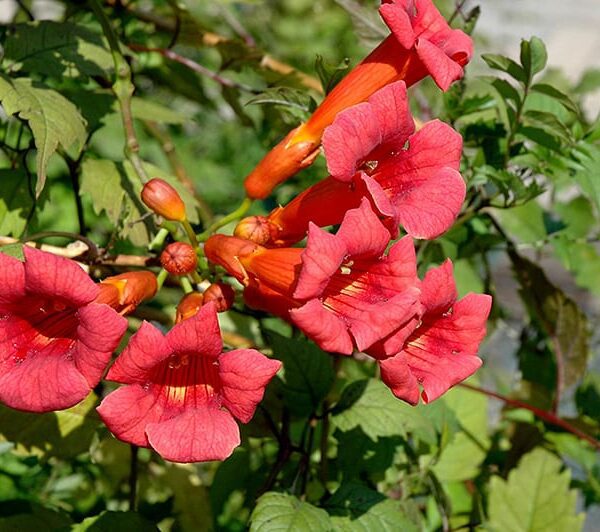 Balboa sunset trumpetvine