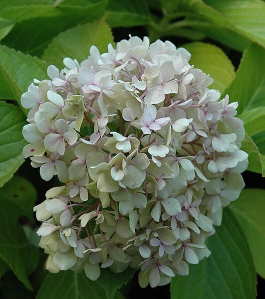 Big Daddy Hydrangea