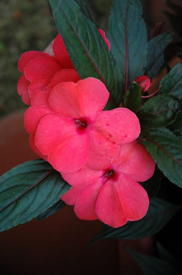 Magnum Salmon New Guinea Impatiens