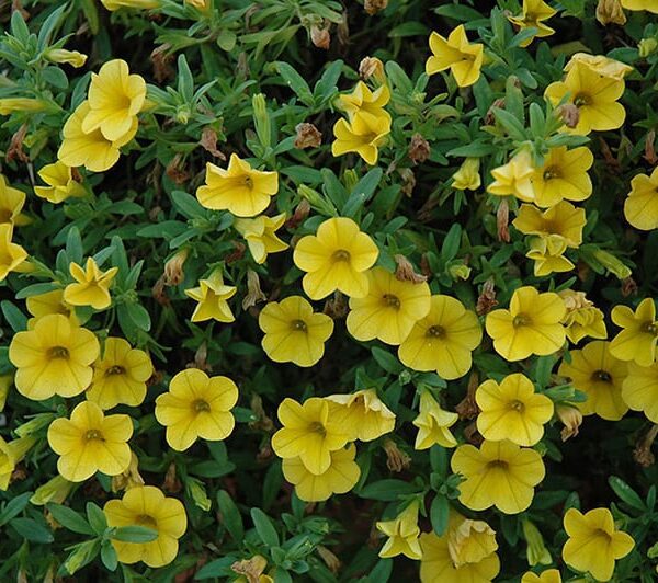 cabaret deep yellow calibrachoa