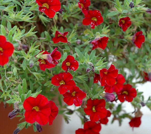 cabaret bright red calibrachoa