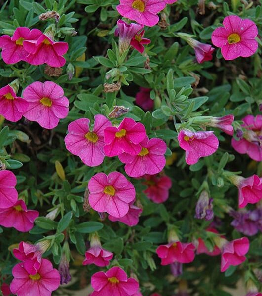 cabaret hot pink calibrachoa